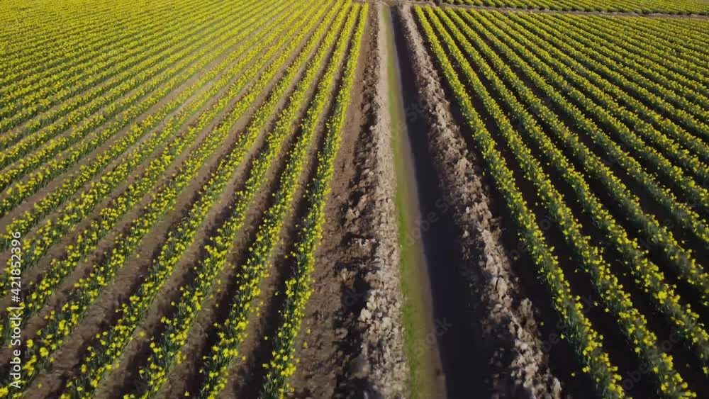 Drone flies over rows of colorful yellow daffodil flowers during Spring season in Washington state Drone flies over rows of colorful yellow daffodil flowers during Spring season in Washington state