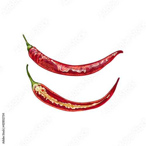 Whole and half pepper cayenne. Vector vintage hatching color illustration.