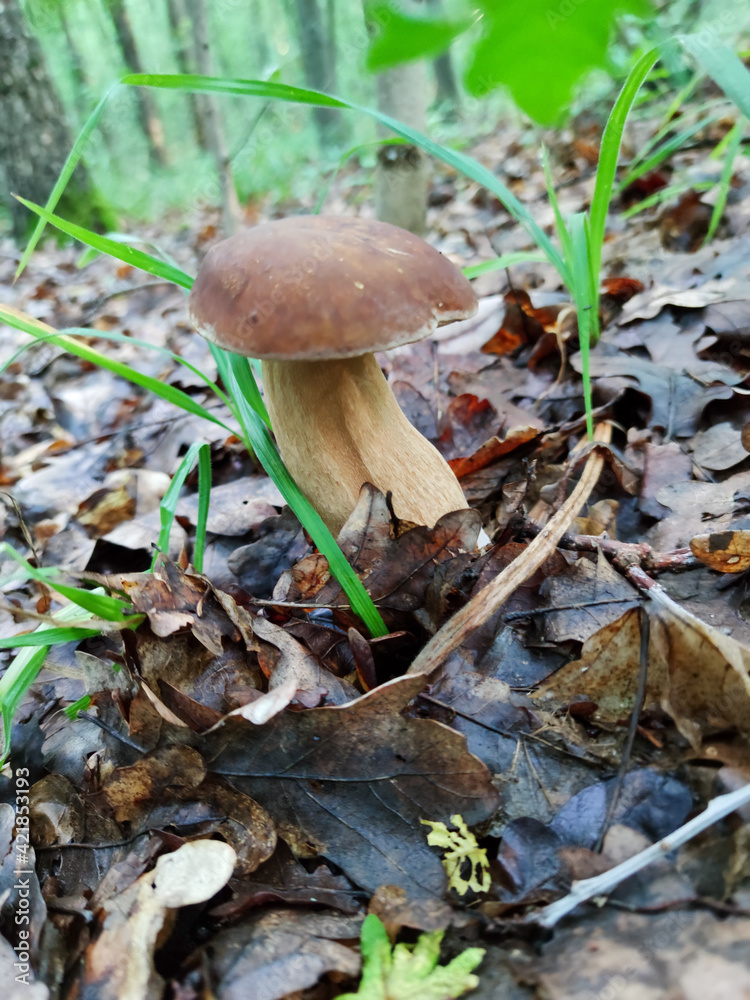 White natural edible mushroom in autumn forest yellow leaves and green grass White natural edible mushroom in autumn forest yellow leaves and green grass