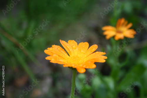 yellow flower in the garden