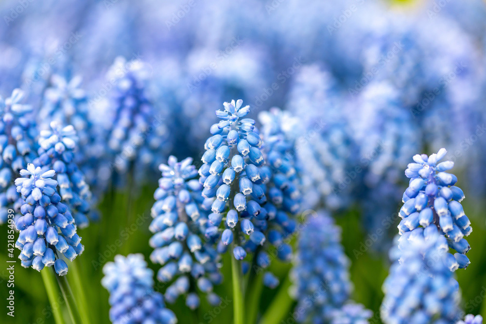 Muscari armeniacum. It is a species of flowering plant widespread in the woods and meadows of the Eastern Mediterranean. It is a bulbous perennial that produces blue flowers. Muscari armeniacum. It is a species of flowering plant widespread in the woods and meadows of the Eastern Mediterranean. It is a bulbous perennial that produces blue flowers.