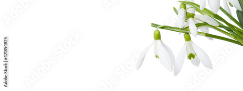 snowdrops isolated on white background. Banner with copy space