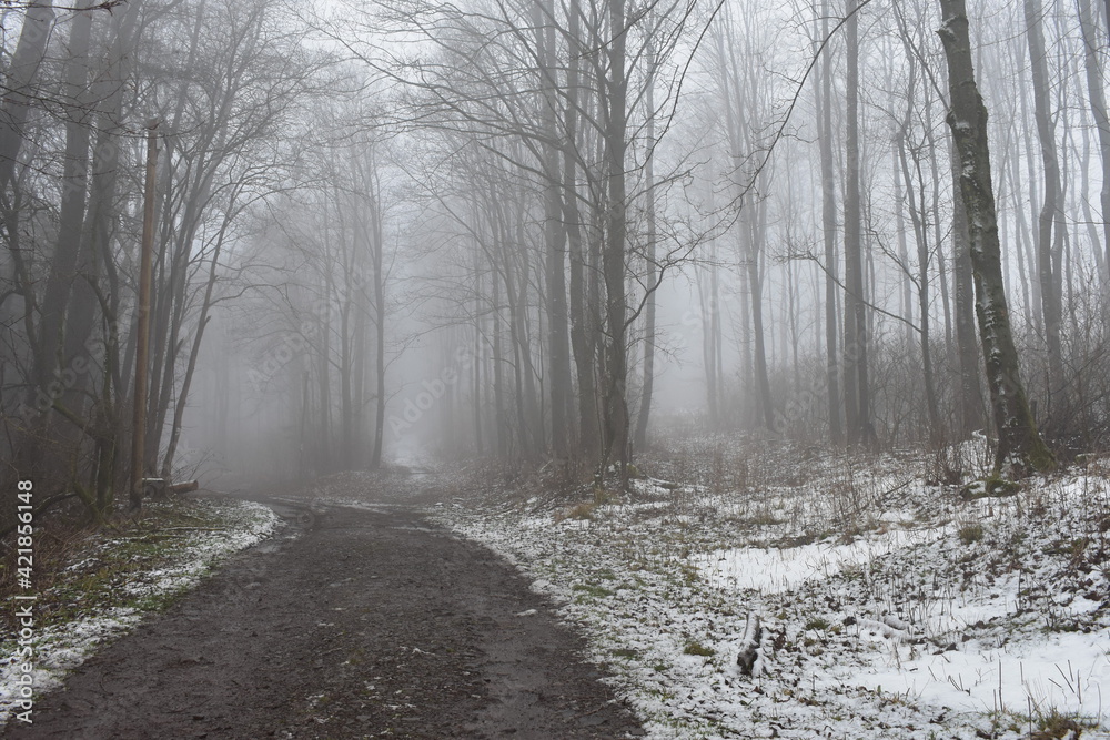 Obraz premium Winter-Wald