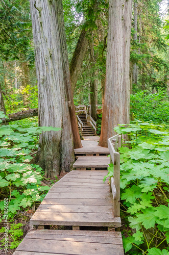 View at Trail in Park with Small Bridge and Creek in Vancouver, Canada. © karamysh