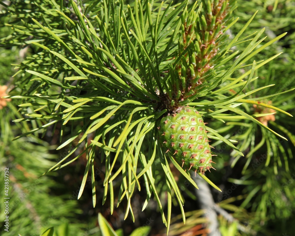 Lodgepole Pine (Pinus contorta) cone on a tree in Beartooth Mountains, Montana Lodgepole Pine (Pinus contorta) cone on a tree in Beartooth Mountains, Montana