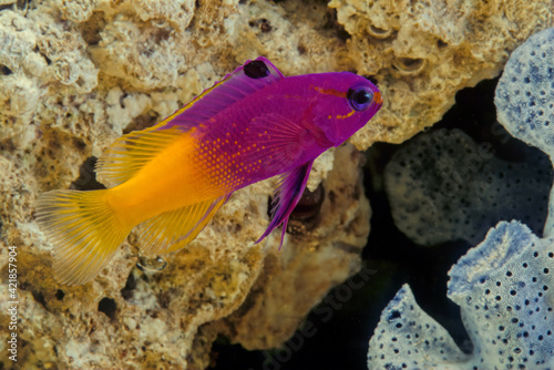 The royal gramma (Gramma loreto), also known as the fairy basslet, is a species of fish in the family Grammatidae photo