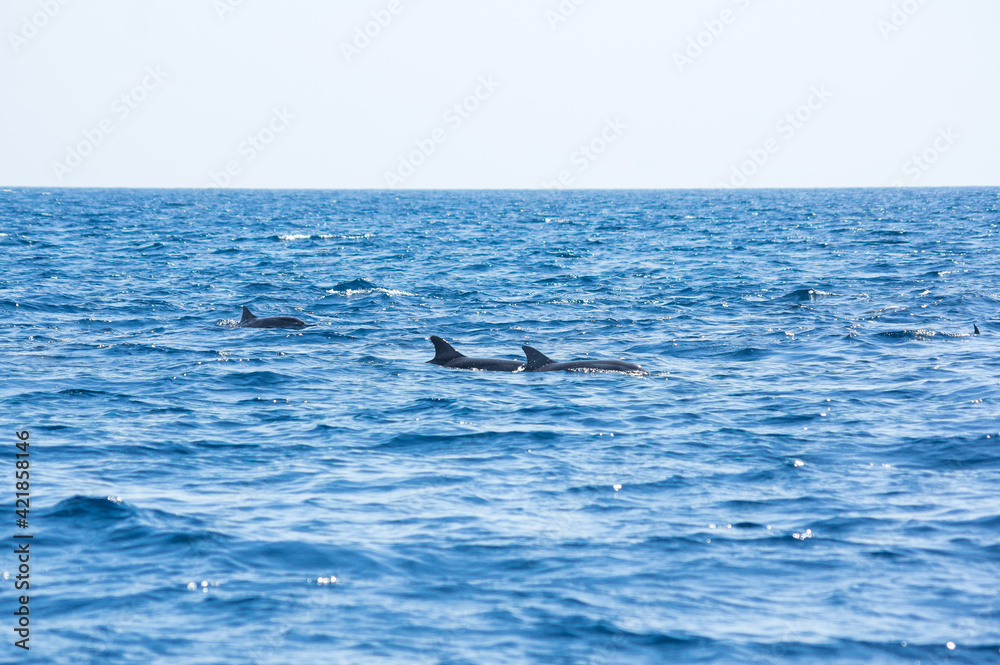 Fototapeta premium View of a group of wild dolphins