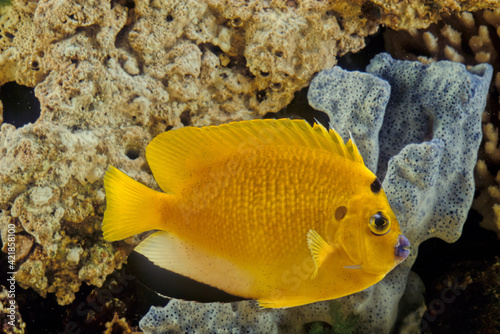the threespot angelfish or flagfin angelfish, is a demersal marine ray-finned fish
