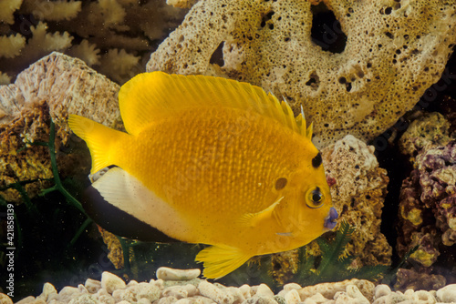  the threespot angelfish or flagfin angelfish, is a demersal marine ray-finned fish photo