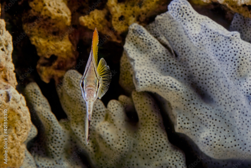 Monodactylidae is a family of perciform bony fish commonly referred to