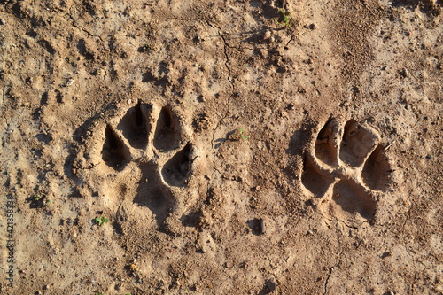 Two tracks of dog paws on dry ground
