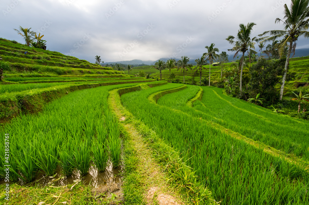 Jatiluwih rice terraces on Bali