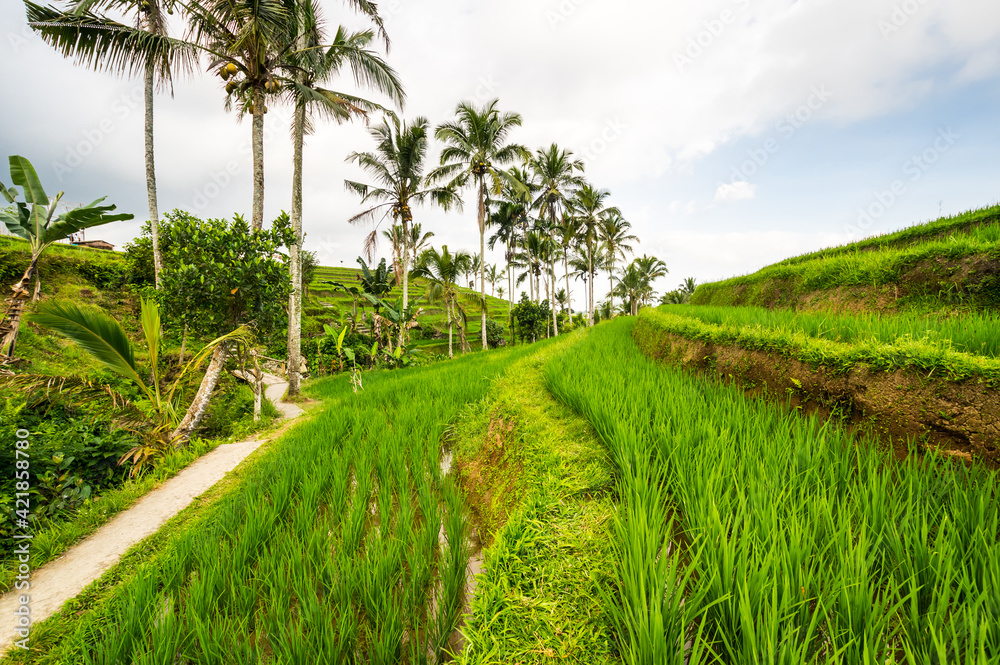 Jatiluwih rice terraces on Bali Jatiluwih rice terraces on Bali