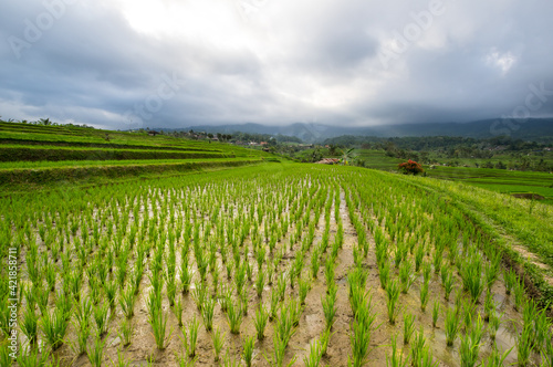Fototapeta Naklejka Na Ścianę i Meble -  Jatiluwih rice terraces on Bali