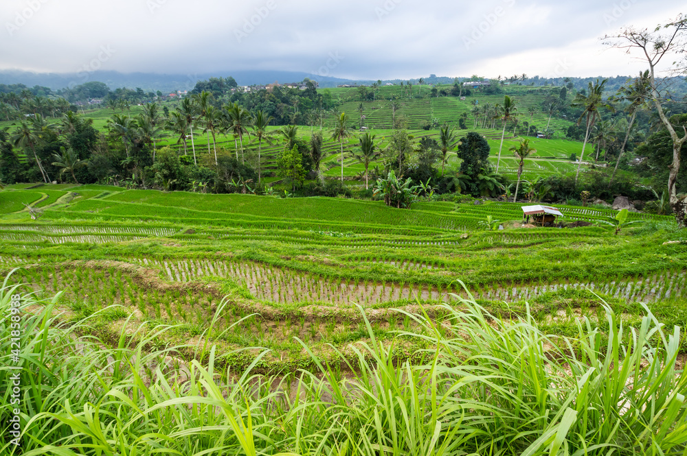 Jatiluwih rice terraces on Bali