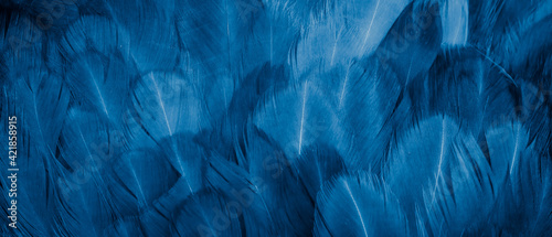 Wallpaper Mural macro photo of blue hen feathers. background or textura Torontodigital.ca