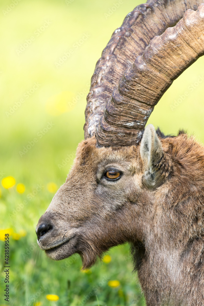 Ibex (Capra ibex) portrait