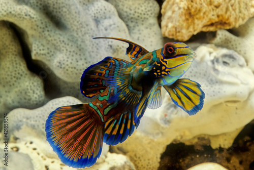 Synchiropus splendidus, the mandarinfish or mandarin dragonet, is a small, brightly colored member of the dragonet family photo
