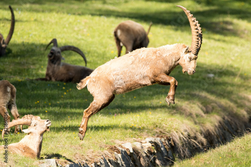 Billede på lærred Ibex (Capra ibex) jumping