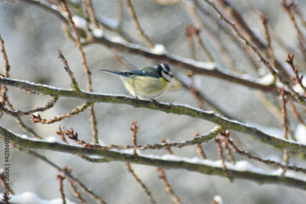Vogel Vogel