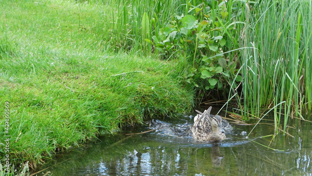 Fototapeta premium Duck