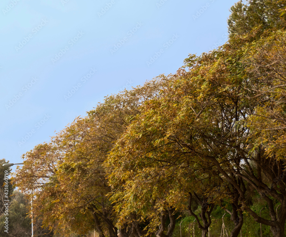 Naklejka premium copas de arboles bajo cielo azul