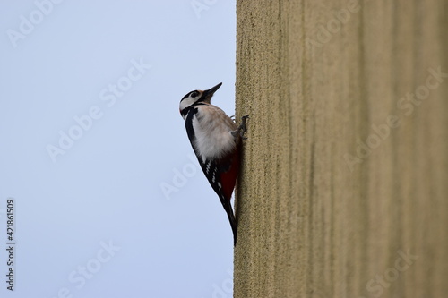 woodpecker on wall