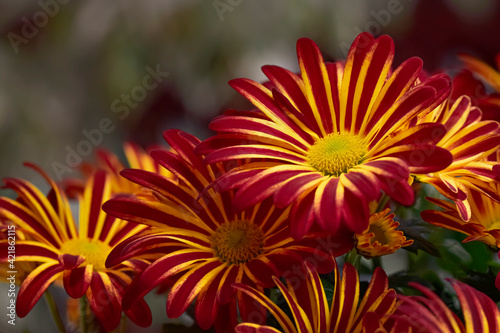 Colorful chrysanthemum flowers red and yellow, shallow depth of field close-up © The World Traveller