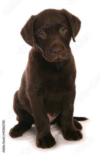 Brown Labrador Puppy © Chris Brignell