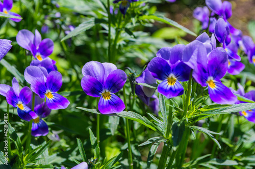 Fototapeta Naklejka Na Ścianę i Meble -  Garden flowers-Violets (Viola tricolor) or horned violet. Also have the name pansies. Soft selective focus.