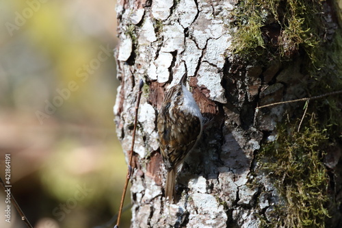 Eurasian treecreeper or common treecreeper (Certhia familiaris) photo