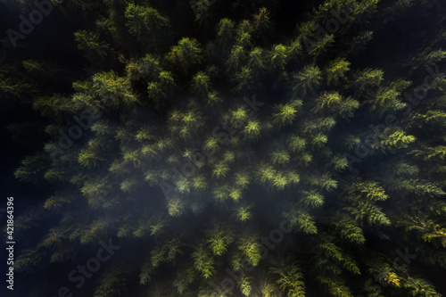 Dark autumn misty forest aerial view. Beautiful natural landscape with pine trees covered with morning fog in the mountains.