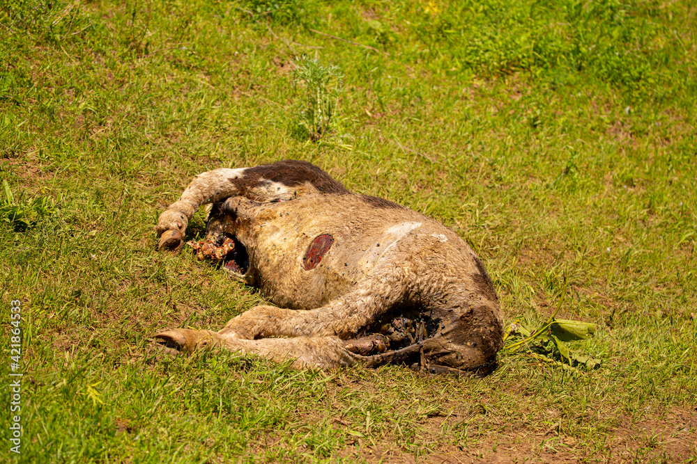 Obraz premium The death of cattle. A dead rotting cow lies in a meadow. Pestilence in agriculture. The epidemic in livestock. Cattle death. Flies lay larvae in the rotting corpse of a calf.
