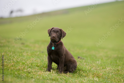 Chocolate Labrador Dog
