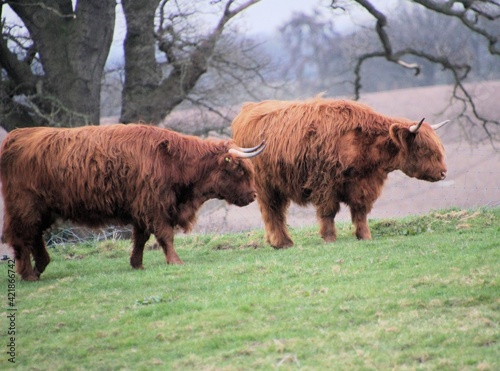 highland cows in a pasture