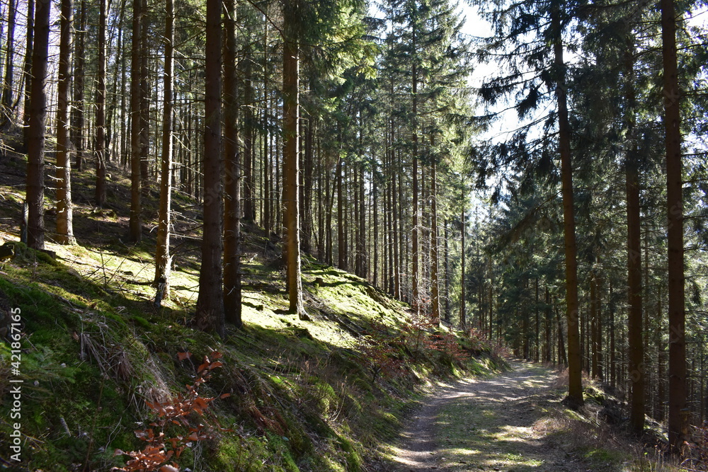 Wälder, Pflanzen und Natur