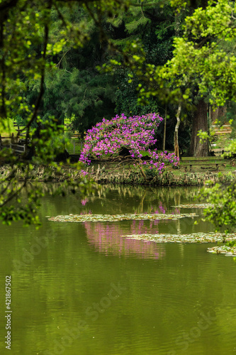 Árvore florida, com flores cor de rosa, refletida em lago e cercada por árvores de folhagens verdes.