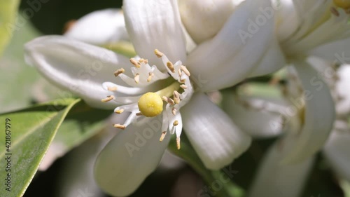 orange blossom