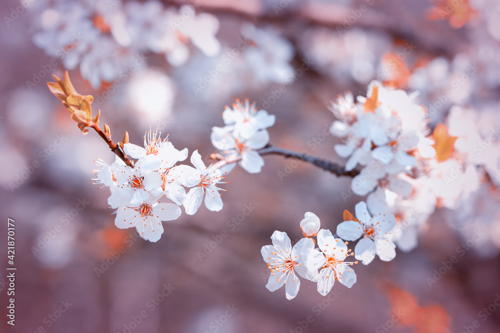 Wiosenne kwitnące na biało drzewa wiśni w ogrodzie. Kwiaty wiśni. - obrazy, fototapety, plakaty 