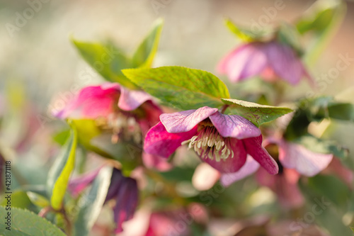 Wiosenny kwiat Ciemiernik  Helleborus 