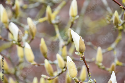 Magnolia tree in spring time as the buds are about to flower