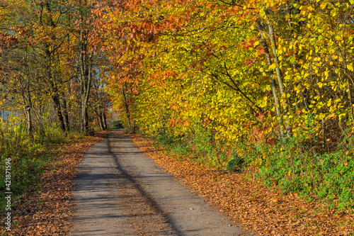 Autumn foliage with a forest road. A beautiful sunny day during the fall season