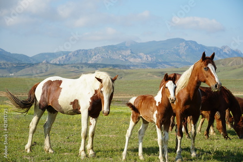 horse family