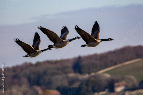 Fototapet Canada Geese Flying over the South Downs in Sussex
