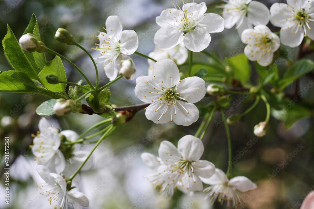 Close up of white cherry flowers on a background of green foliage on a sunny day. Spring cherry blossoms. Selective focus.