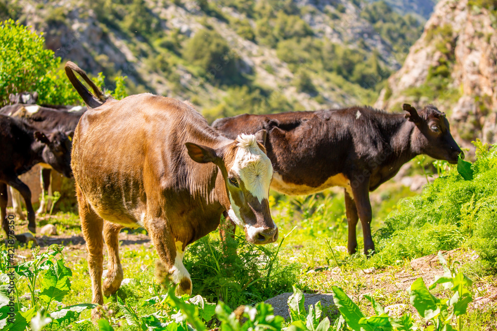 Cows and bulls graze on a pasture in a green meadow by the river, eat fresh grass. The concept of livestock and organic food. Year of the bull 2021 eastern horoscope. Switzerland Alps.