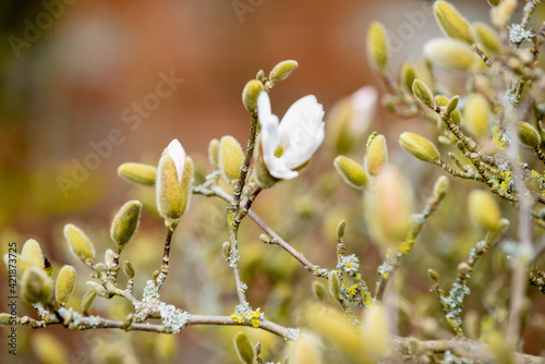 Magnolia tree in spring time as the buds are about to flower