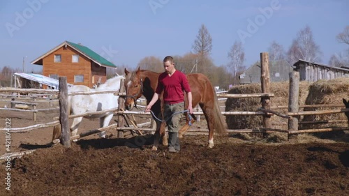 A young male farmer leads a brownhorse to saddle photo