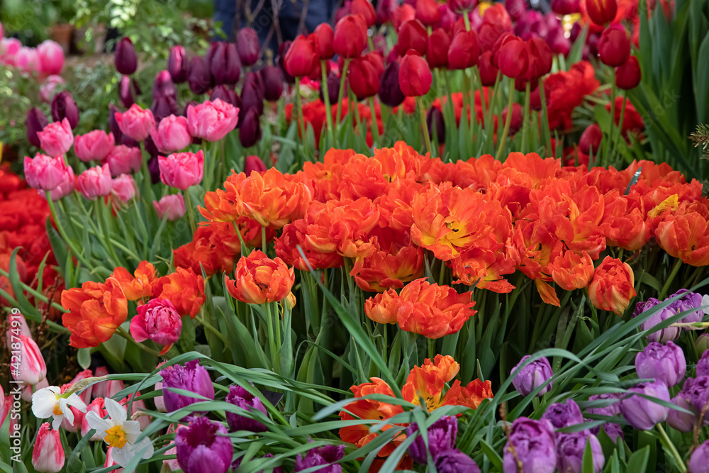 Spring exhibition of beautiful tulips of different colors. Fresh flowers in the greenhouse at the flower exhibition Spring exhibition of beautiful tulips of different colors. Fresh flowers in the greenhouse at the flower exhibition