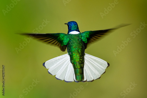 White-necked jacobin - Florisuga mellivora also great jacobin or collared hummingbird, Mexico, south to Peru, Bolivia and south Brazil, Tobago and Trinidad, flying and feedind bird